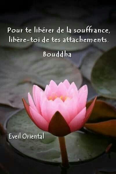 Citation-quiz : douleur ou souffrance (proverbe bouddhiste ?)