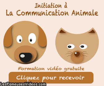 INITIATION A LA COMMUNICATION ANIMALE