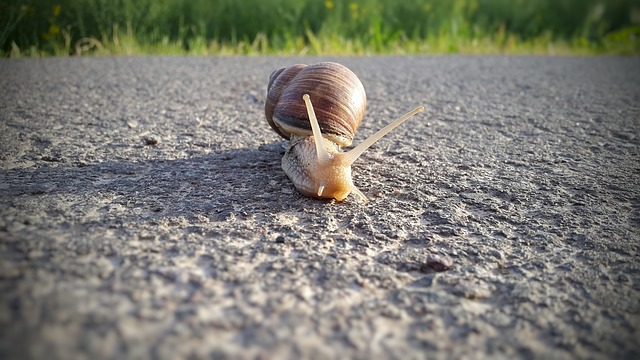 L'escargot qui trace sa route