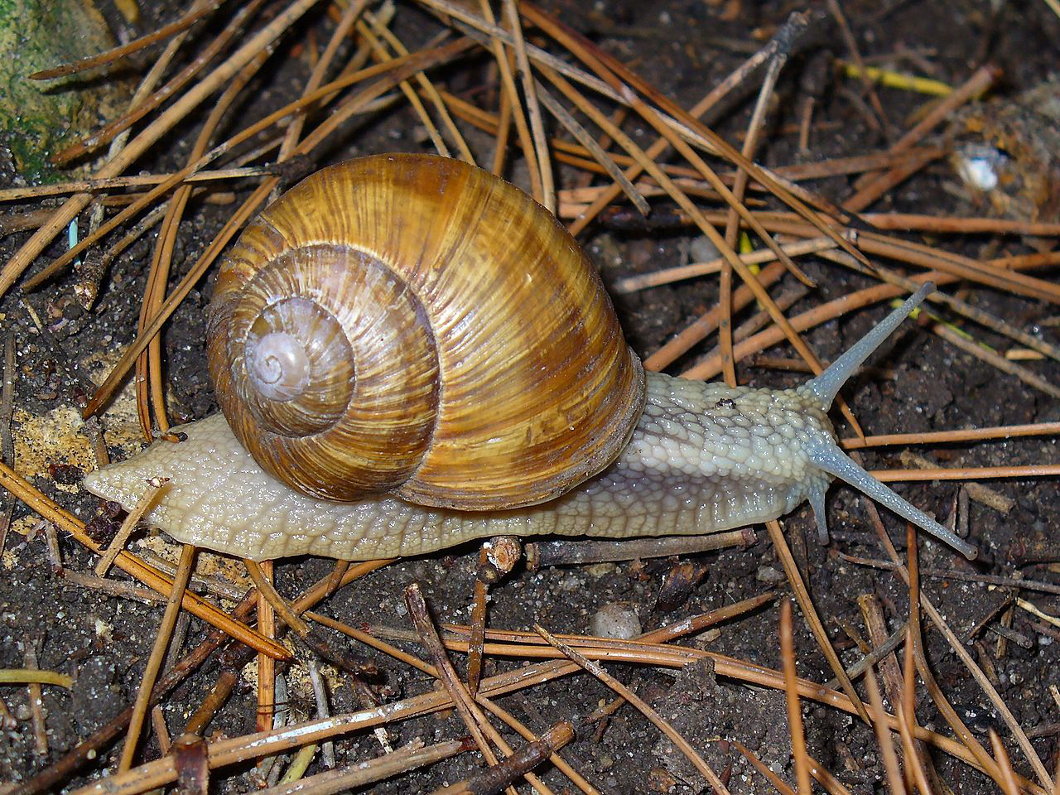 L’escargot à coquille carrée : quand la différence est une force