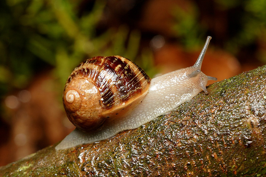 L’escargot à coquille carrée : quand la différence est une force